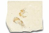 Two Cretaceous Fossil Shrimp - Lebanon #322085-1